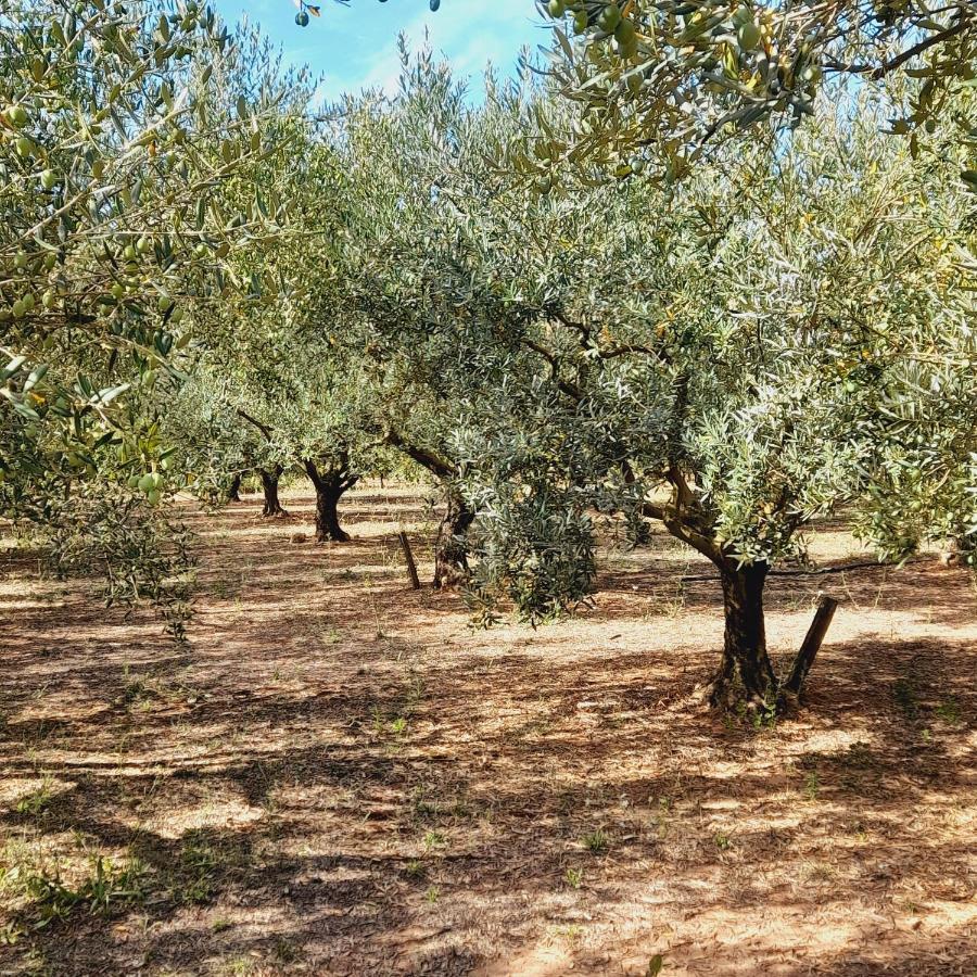 Вилла La Ferme Des Oliviers Соллигс-Понт Экстерьер фото